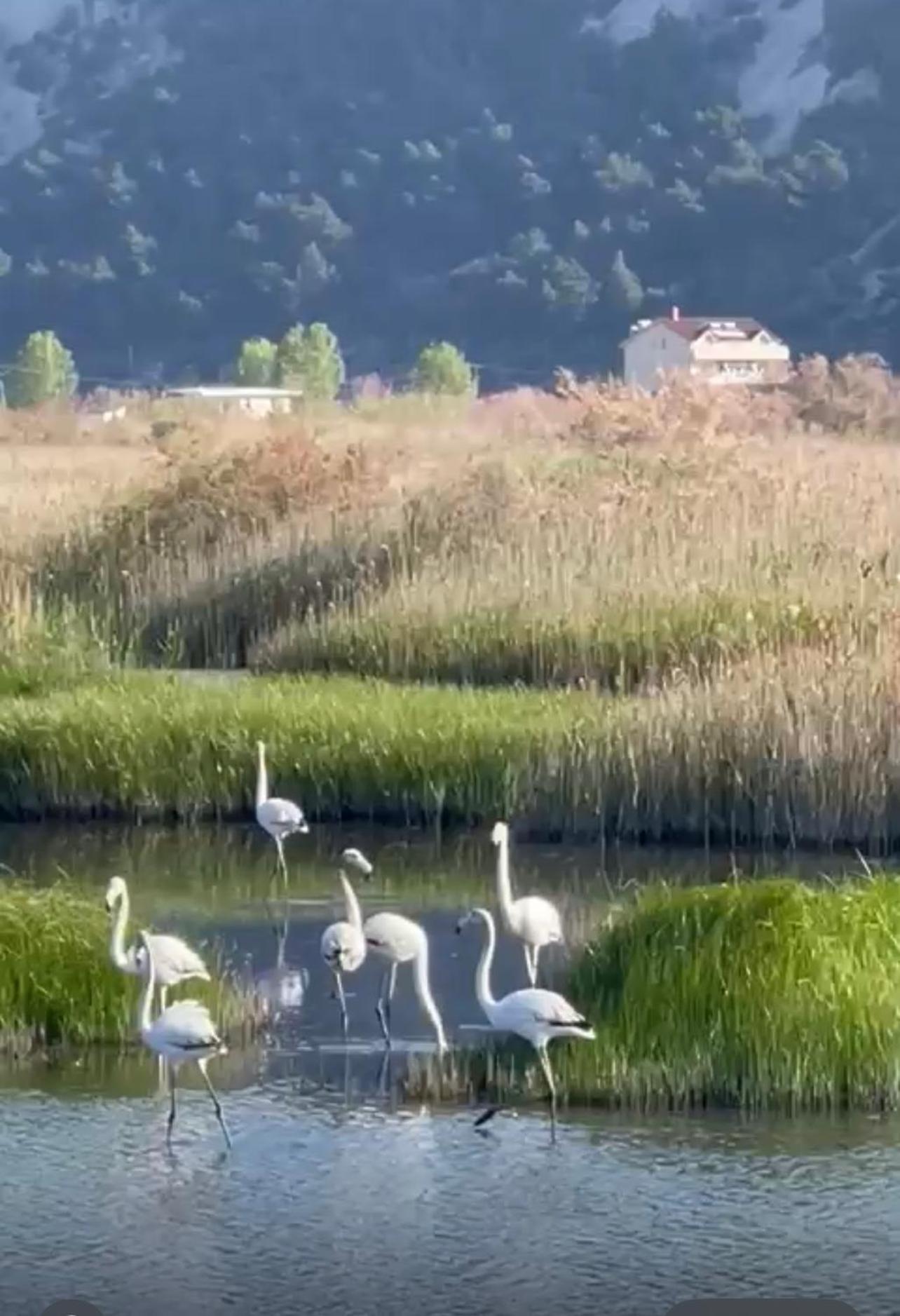 Apartament View Of Flamingos *
