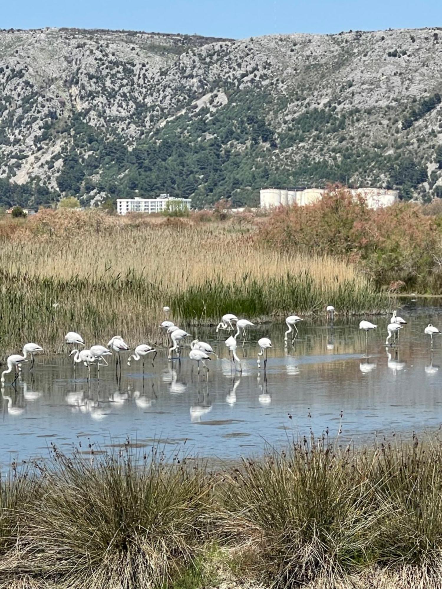 View Of Flamingos Apartament